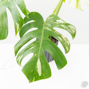 Monstera Deliciosa Albo Variegated (Small Form/Borsigiana) (wk27-D)