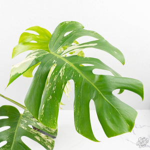 Monstera Deliciosa Albo Variegated (Small Form/Borsigiana) (wk27-D)