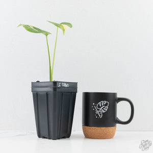 Monstera Deliciosa Albo Variegated (Large Form) (wk28-UC)