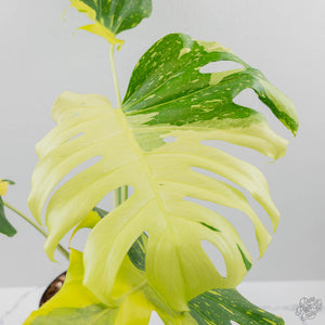 Monstera Deliciosa 'Electrolyte' (wk42-U53)