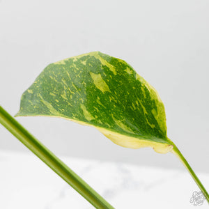 Monstera Deliciosa 'Electrolyte' (wk42-U53)