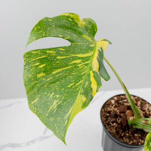 Monstera Deliciosa 'Electrolyte' (wk42-U53)