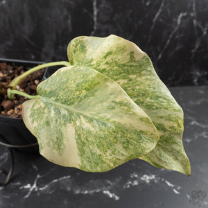 Monstera Deliciosa 'Fairy Dust' (wk40-U12)