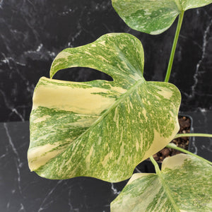 Monstera Deliciosa 'Fairy Dust' (wk40-U12)