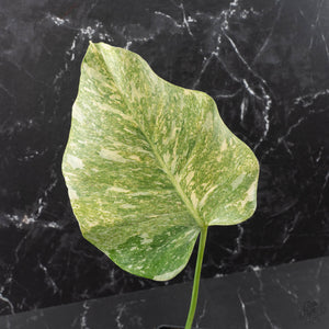 Monstera Deliciosa 'Fairy Dust' (wk40-U12)
