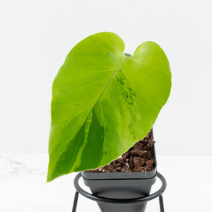 Monstera Deliciosa 'Light Lime' (wk31-UJ)
