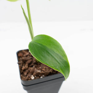 Monstera Deliciosa 'Light Lime' (wk31-UJ)