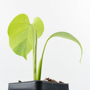 Monstera Deliciosa 'Light Lime' (wk31-UJ)
