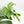 Monstera Deliciosa Mint Variegated NOID (Intermediate Form) (wk33-L27)