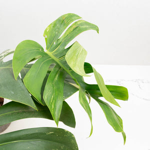 Monstera Deliciosa Mint Variegated NOID (Intermediate Form) (wk33-L27)