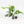 Monstera Deliciosa Mint Variegated NOID (Intermediate Form) (wk33-L27)