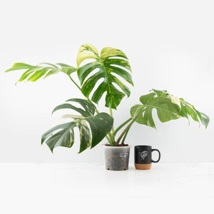 Monstera Deliciosa Mint Variegated NOID (Intermediate Form) (wk33-L27)