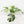 Monstera Deliciosa Mint Variegated NOID (Intermediate Form) (wk33-L27)