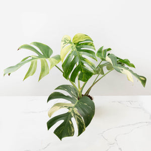 Monstera Deliciosa Mint Variegated NOID (Intermediate Form) (wk33-L27)