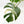 Monstera Deliciosa Mint Variegated NOID (Intermediate Form) (wk33-L27)