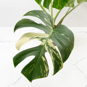 Monstera Deliciosa Mint Variegated NOID (Intermediate Form) (wk33-L27)