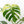 Monstera Deliciosa Mint Variegated NOID (Intermediate Form) (wk33-L27)