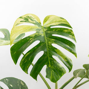 Monstera Deliciosa Mint Variegated NOID (Intermediate Form) (wk33-L27)