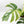 Monstera Deliciosa Mint Variegated NOID (Intermediate Form) (wk33-L27)