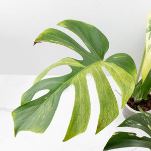 Monstera Deliciosa Mint Variegated NOID (Intermediate Form) (wk33-L27)