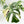 Monstera Deliciosa Mint Variegated NOID (Intermediate Form) (wk33-L27)