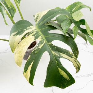 Monstera Deliciosa Mint Variegated NOID (Intermediate Form) (wk33-L27)