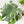 Monstera Deliciosa Mint Variegated NOID (Intermediate Form) (wk33-L27)