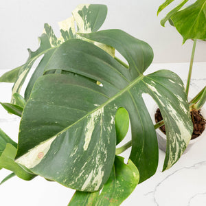 Monstera Deliciosa Mint Variegated NOID (Intermediate Form) (wk33-L27)