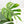 Monstera Deliciosa Mint Variegated NOID (Intermediate Form) (wk33-L27)