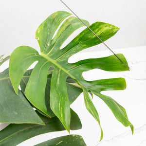 Monstera Deliciosa Mint Variegated NOID (Intermediate Form) (wk33-L27)