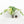 Monstera Deliciosa Mint Variegated NOID (Intermediate Form) (wk33-L28)