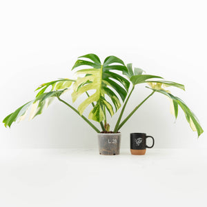 Monstera Deliciosa Mint Variegated NOID (Intermediate Form) (wk33-L28)