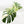 Monstera Deliciosa Mint Variegated NOID (Intermediate Form) (wk33-L28)