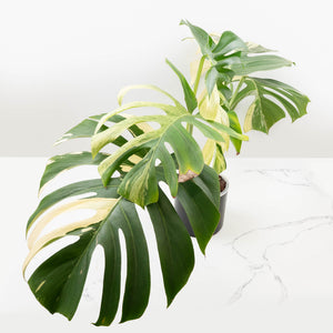 Monstera Deliciosa Mint Variegated NOID (Intermediate Form) (wk33-L28)