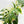 Monstera Deliciosa Mint Variegated NOID (Intermediate Form) (wk33-L28)