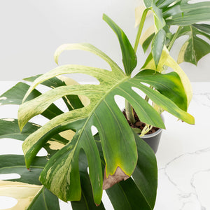 Monstera Deliciosa Mint Variegated NOID (Intermediate Form) (wk33-L28)