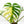 Monstera Deliciosa Mint Variegated NOID (Intermediate Form) (wk33-L28)