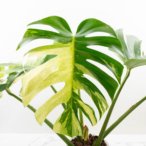 Monstera Deliciosa Mint Variegated NOID (Intermediate Form) (wk33-L28)