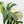 Monstera Deliciosa Mint Variegated NOID (Intermediate Form) (wk33-L28)