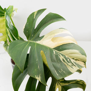 Monstera Deliciosa Mint Variegated NOID (Intermediate Form) (wk33-L28)