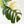 Monstera Deliciosa Mint Variegated NOID (Intermediate Form) (wk33-L28)