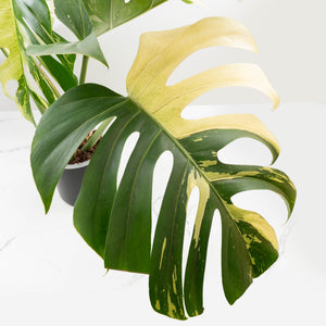 Monstera Deliciosa Mint Variegated NOID (Intermediate Form) (wk33-L28)