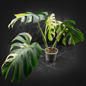 Monstera Deliciosa Mint Variegated NOID (Intermediate Form) (wk40-L28)