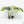 Monstera Deliciosa Mint Variegated NOID (Intermediate Form) (wk25-E)