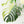Monstera Deliciosa Mint Variegated NOID (Intermediate Form) (wk25-E)