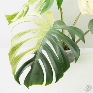 Monstera Deliciosa Mint Variegated NOID (Intermediate Form) (wk25-E)