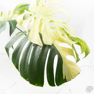 Monstera Deliciosa Mint Variegated NOID (Intermediate Form) (wk25-E)