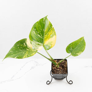 Monstera deliciosa 'Miracle' (wk34-U40)
