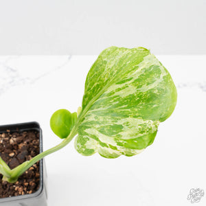 Monstera Deliciosa 'Ocean Mint' (wk38-U83)