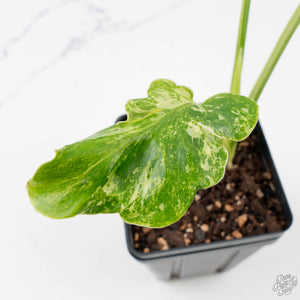 Monstera Deliciosa 'Ocean Mint' (wk38-U83)